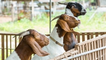 Goat Farming