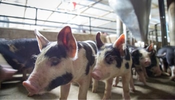 Pig Farming