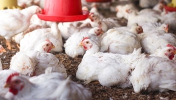 Poultry Farming