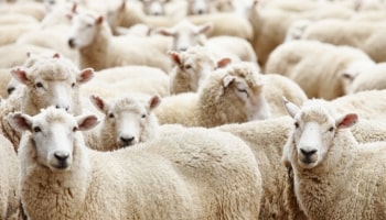 Sheep Farming