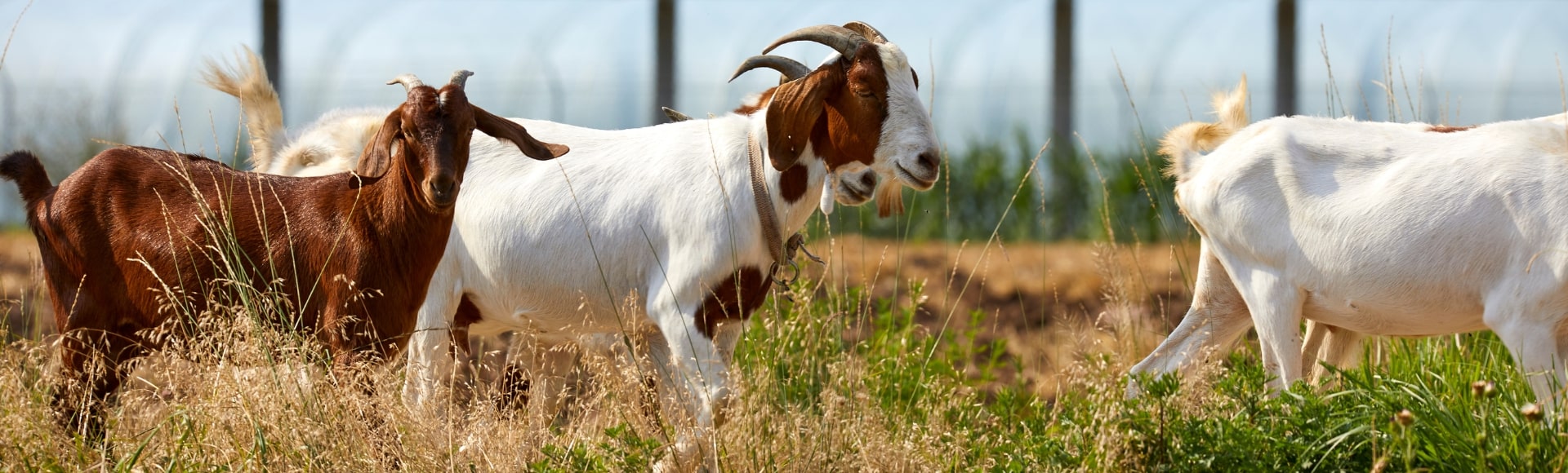 Health & Breeding Health & Breeding