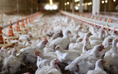Adaptable Tools for Real Farming Adaptable Tools for Real Farming