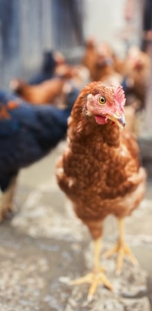 Adaptable Tools for Real Farming Adaptable Tools for Real Farming